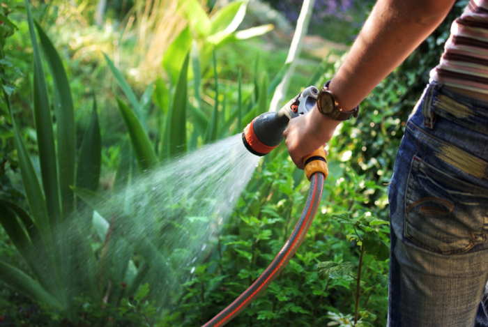 Best Time to Water Your Garden