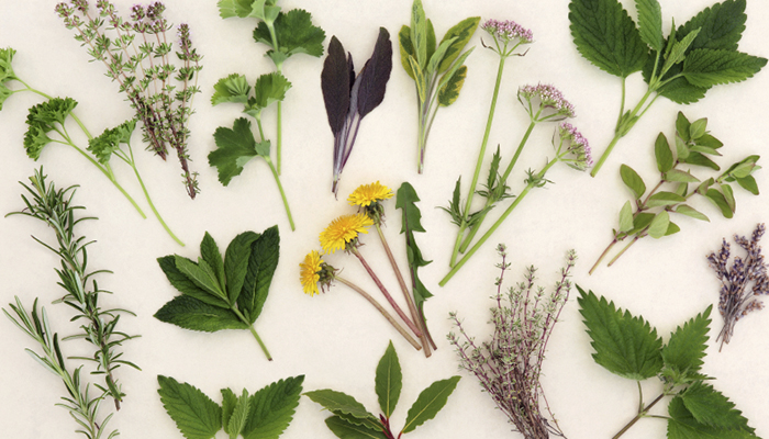 medicinal plants and herbs