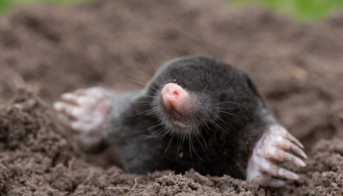 get rid of moles naturally