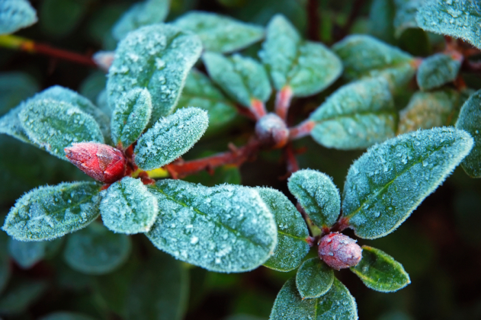 Protect Plants from Frost