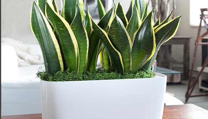 best indoor plants apartment