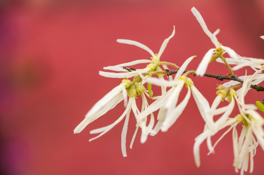 milky white witch hazel blooming after rain in the spring